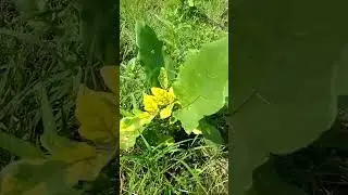 Flooded garden with secondary fungal infection.