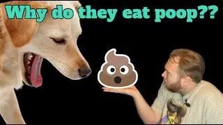Why Do Dogs Eat Poop? - Paws 2 Care 4
