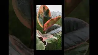 Фикус под дождём 🪴🌧️