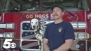 Why are Dalmatians associated with fire stations?