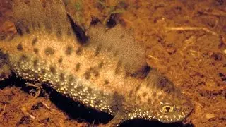 Half a minute on great crested newts