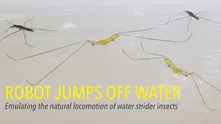 Robot Jumps Off Water: Emulating the natural locomotion of water strider insects