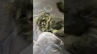 Кот спит