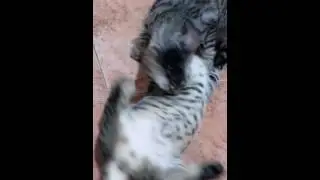 Gatitos en adopcion
