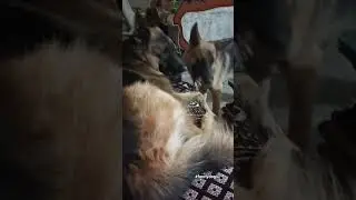 Raw and unedited clips😂. ( They are just playing) #dog #youtubeshorts #viral #gsd#cutedog#doglover