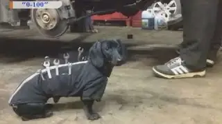 Собака друг человека