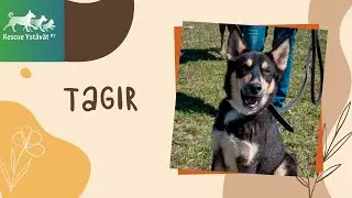 Tagir