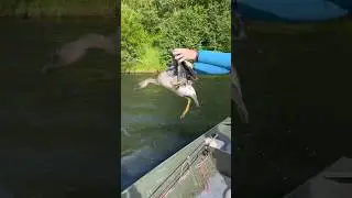 Сачком поймали гуся Камчатка 