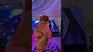 Ayiqlar uynashi tuy roddom va boshka tadbirlarga #медведь #свадьба #той #поздравление