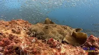 Wobbegong Sharks | SHARK ACADEMY