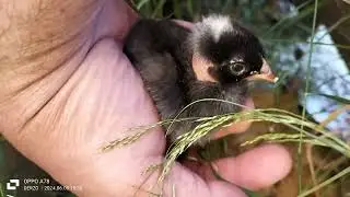 new life  new chicks , after 22 day the eggs hatched