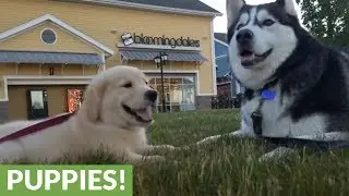 Siberian Husky 