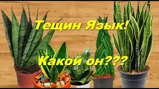 Какой он, тещин язык? Сансевиерия трехполосная!