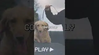 Why Do Dogs Do This?!