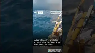 Shark bites bit of kayak!