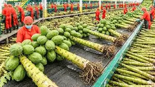 How Papaya Trees Are Turned Into Fabric: The Secret of Sustainable Fashion (Full Process)