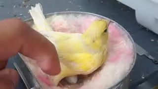 Goldfinch Mule