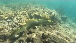 Snorkeling with an Eel
