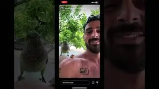 Michele Morrone Cute Video with this parrot 🦜 #michelemorrone
