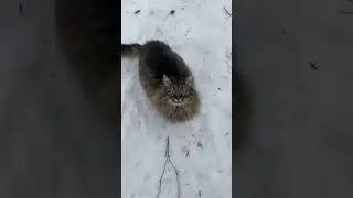 Брошенный кот не отходит ни на шаг. Может быть это любовь? 