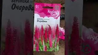 Вероника в саду- из семян. Посев-многолетних цветов. Растения на даче. Цветут все лето