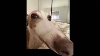 dog.mp4