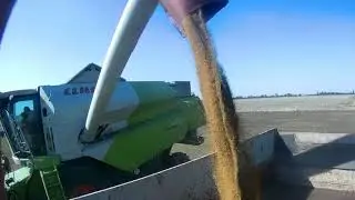 Сбор урожая люцерны / Harvesting Alfalfa 2017 CLAAS Tucano 470