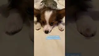 Папийон недоволен😜 #папийон #папильон #щенок #питомниксобак