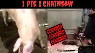 A Forgoten But Sadistic Shock Video From 2004 | 1 Pig 1 Chainsaw
