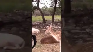 Feeding Deer Gone Wrong: A Must-watch! 
