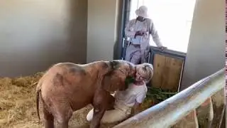 Albino elephant calf Khanyisa greets Adine upon her return