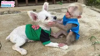 Monkey BiBi takes care of and plays with puppy