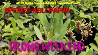 Promo Weekend Khusus Hari ini Saja Stok Terbatas (Anggrek Langka)