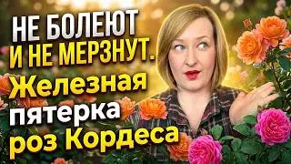 Топ-5 роз КОРДЕС: Самые неприхотливые сорта, которые НЕ БОЛЕЮТ.