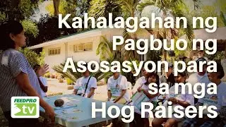 Kahalagahan ng Pagbuo ng Asosasyon para sa mga Hog Raisers