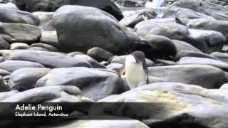 Penguins