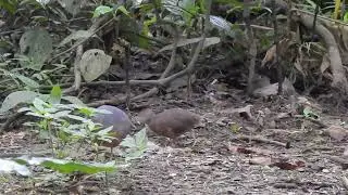 Little Tinamou's juvenile is already grown up