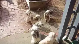 8 little Shih Tzu's are always fun!