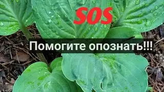 ПОМОГИТЕ опознать !!
