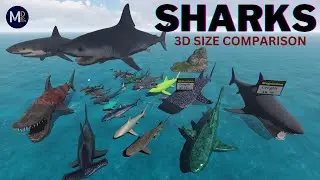 Sharks Size Comparison 3D