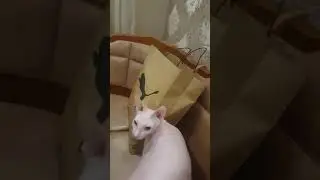 A funny cat named Semen is playing with a package🤣Very funny🤣