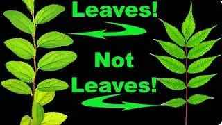 When a Leaf...Isn't a Leaf!