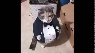 Gato con traje