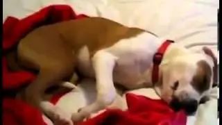 gråt hund
