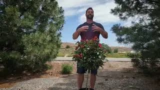 Weird Plant Wednesday Knock Out® Petite Miniature Rose, Tree Form