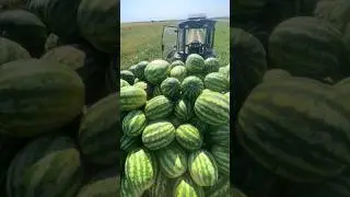 Погрузка 🍉🍉🍉
