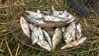 Рыбалка. Наловил много рыбы