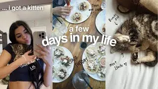 DAYS IN MY LIFE: getting a KITTEN🧶, taco tuesday, kitten supplies haul, new job & more!