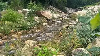 Healing Native American Flute & Nature Sounds | Whispers of the Forest