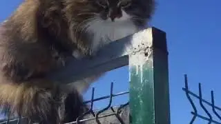 Кошка Маша зовет весну.